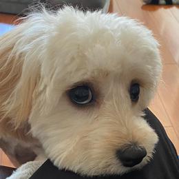 Cavachon All Grown Up from Lindy’s Cavachons