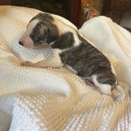 Crush - White and red brindle male Whippet puppy in Oneida, Tennessee from Saving Grace