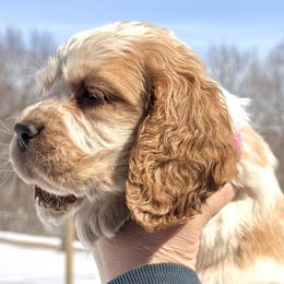 Nevada - Lemon and white female English Springer Spaniel puppy in Bay City, Wisconsin from Springer Hills Farm