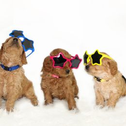 Goldendoodle Puppies from Loving Hearts Goldendoodles