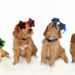 Goldendoodle Puppies from Loving Hearts Goldendoodles