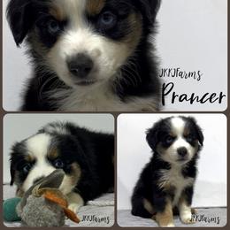 (6) Prancer, BTF - Red merle female Miniature American Shepherd puppy in Huntington, Texas from JKKJ Farms