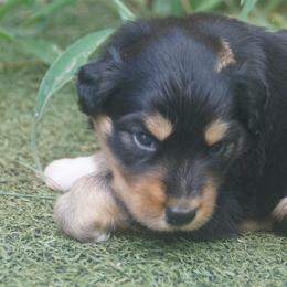 Australian Shepherd Puppies from Walnut Ridge Farms Aussies