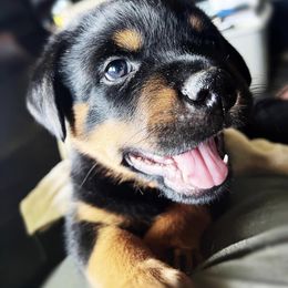Rottweiler Puppies from Alpha Co. Rottweilers