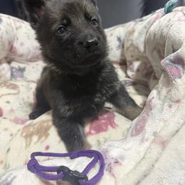 Miss purple - Sable female German Shepherd puppy in Berlin, Wisconsin from Gypsy Miracle Kennels