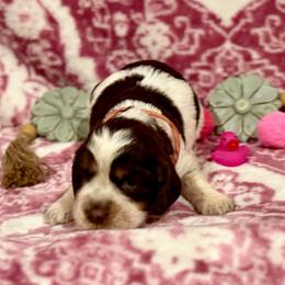 Pink girl - Tri-Roan female English Springer Spaniel puppy in Cleburne, Texas from Powers English Springer Spaniels