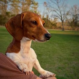 Brooklyn - Dachshund