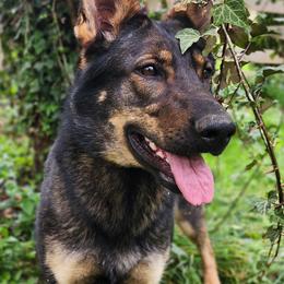 Mala - German Shepherd