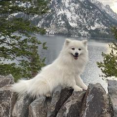 American Eskimo Dogs and German Shepherds from Lone Cone Kennels