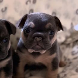 French Bulldogs from Coeur d’Alene Exotic Frenchies