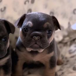 French Bulldogs from Coeur d’Alene Exotic Frenchies