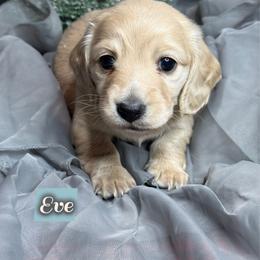 Eve - Cream female Dachshund puppy in Meadville, Pennsylvania from Four Seasons Dachshunds