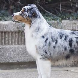 Australian Shepherds from Headstrong Australian Shepherds