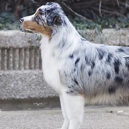Australian Shepherds from Headstrong Australian Shepherds