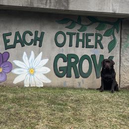 Labrador Retrievers from Three Peaks Labradors & Training LLC
