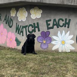 Labrador Retrievers from Three Peaks Labradors & Training LLC