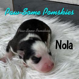 Nola - Black and white female Pomsky puppy in Krum, Texas from Paw-Some Pomskies
