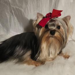 Odessa - Blue and gold Yorkshire Terrier puppy in Daggett, Michigan from Hetzel’s Enchanted Yorkies (Michigan)