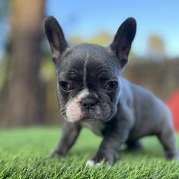 French Bulldogs from Arrow Dynamic Frenchies