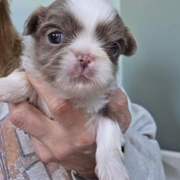 Joey - Lilac male Shih Tzu puppy in Carrollton, Ohio from Becker Hollow