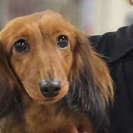 Izzy - Dachshund