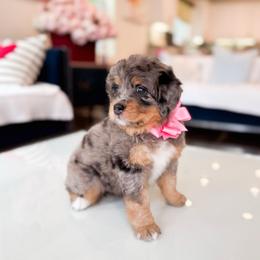 Peony-Light Pink - Merle female Bernedoodle puppy in Ontario, California from Teddy Doodles & Standard Poodles