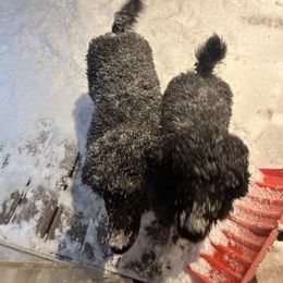 Dachshund and Poodle Puppies from Desjardin’s Poodles & Dachshunds