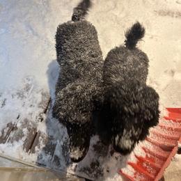 Dachshund and Poodle Puppies from Desjardin’s Poodles & Dachshunds