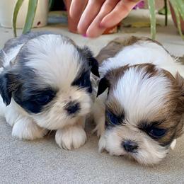 Shih Tzu Puppies from Willow Lane Shih Tzus