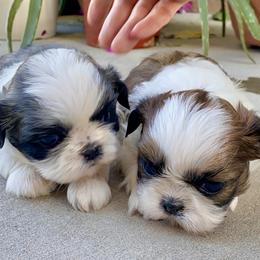 Shih Tzu Puppies from Willow Lane Shih Tzus