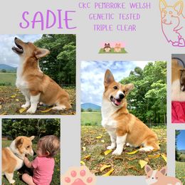 Sadie - Pembroke Welsh Corgi