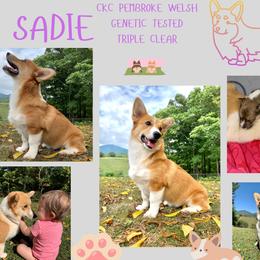 Sadie - Pembroke Welsh Corgi