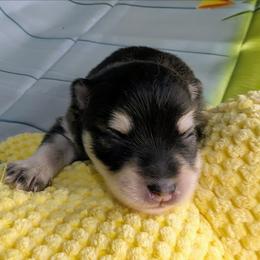 Johnny - Black and white male Pomsky puppy in Spring Hill, Florida from www.PuppyTimeEmporium.com