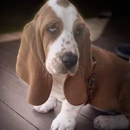 Basset Hound Puppies from Porch Sittin' Hounds