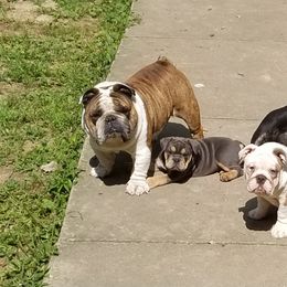 English Bulldog Puppies from Cuddabulz