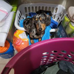 Willow - Dachshund