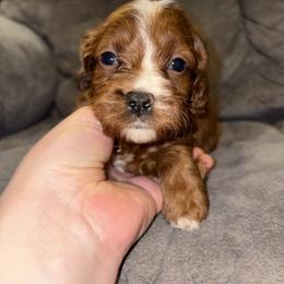 Julieanne - Red female Cavapoo puppy in Osseo, Michigan from Smiths Fluffy butts