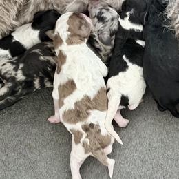Goldendoodle puppies from Wake Forest Darling Doodles