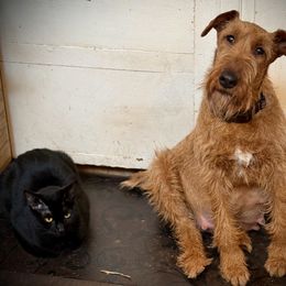 Irish Terrier and Scottish Terrier Puppies from Avonlea Terriers