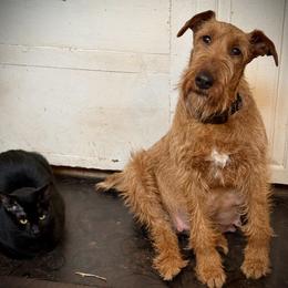 Irish Terrier and Scottish Terrier Puppies from Avonlea Terriers