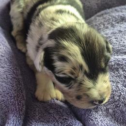 Ida Mae - Blue merle female Australian Shepherd puppy in Harrodsburg, Kentucky from Triple M Aussies