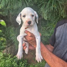Orange - White and black male Dalmatian puppy in Pine City, Minnesota from Rock Creek Dalmatians