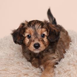 Woody - Sable male Assorted Doodle Crosses puppy in Tillamook, Oregon from Oregon Bordoodles