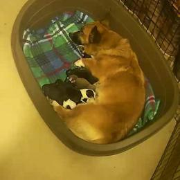 Cardigan Welsh Corgi Puppies from Old Iron Farm