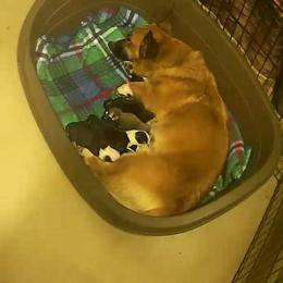 Cardigan Welsh Corgi Puppies from Old Iron Farm