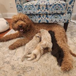 Goldendoodles from Koko & Kai's litter