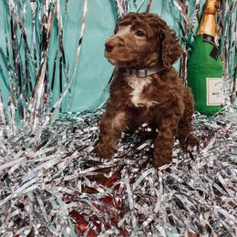 Poodle Puppies from LL Poodles On Tap