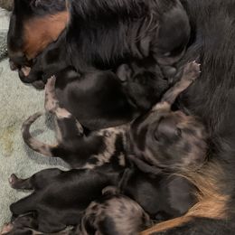 Dachshunds from Lakeway Farms