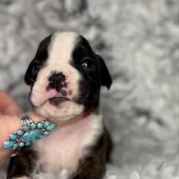 Temptress - Brindle female Boxer puppy in Russellville, Missouri from Soaring Royalty Canines LLC