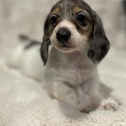 Green heart male (dapple piebald) - Piebald male Dachshund puppy in Chehalis, Washington from McJazzin Doxies